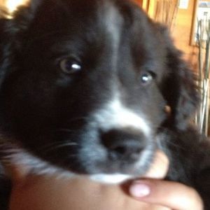 Meet your Posher, Suzanne